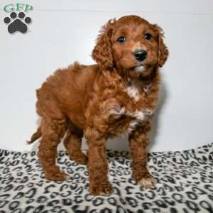 Jenny, Mini Goldendoodle Puppy